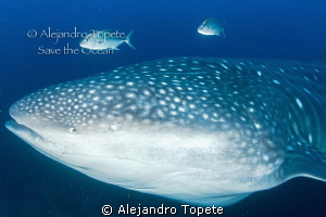 Whale Shark with friends, Galapagos Ecuador by Alejandro Topete 